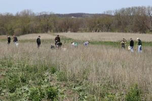 Efforts organized by Jeff Pitlik and Wade Kisner of Linn County PF, working with local Hawkeye Area Boy Scouts with tree planting projects in May of 2014